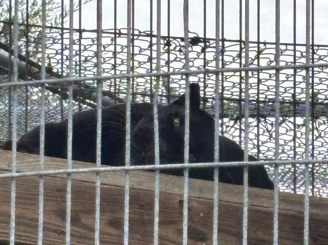 Animal Park At The Conservators Center-伯灵顿必去景点