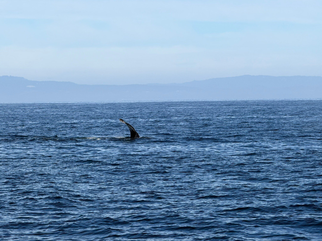 蒙特雷湾观鲸之旅-蒙特雷必去景点
