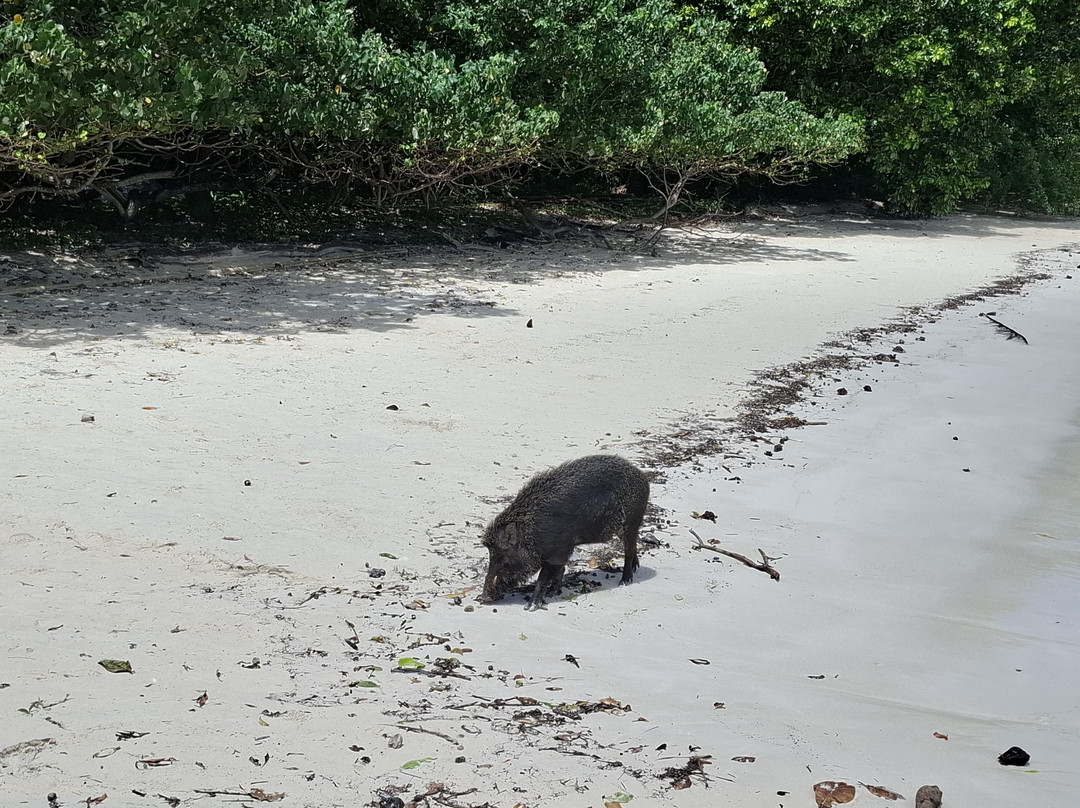 Ujung Kulon Ecotourism-Ujungjaya必去景点