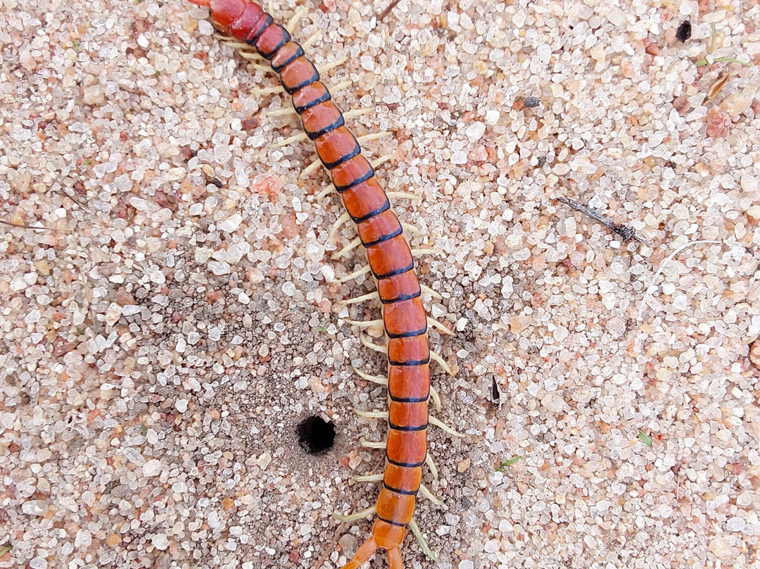 Kuminda Farm-Francistown必去景点