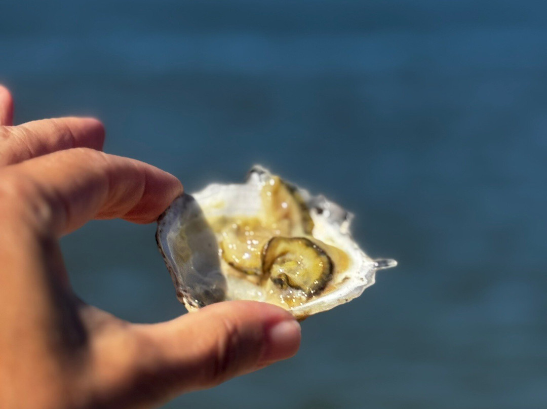 Sydney Oyster Farm Tours-Mooney Mooney必去景点