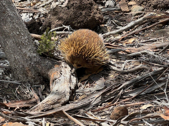 Localing Private Tours Tasmania-霍巴特必去景点