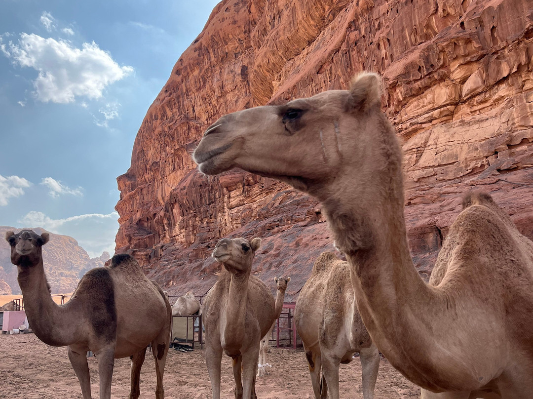 Bedouin host camp& with tour-Wadi Rum Village必去景点