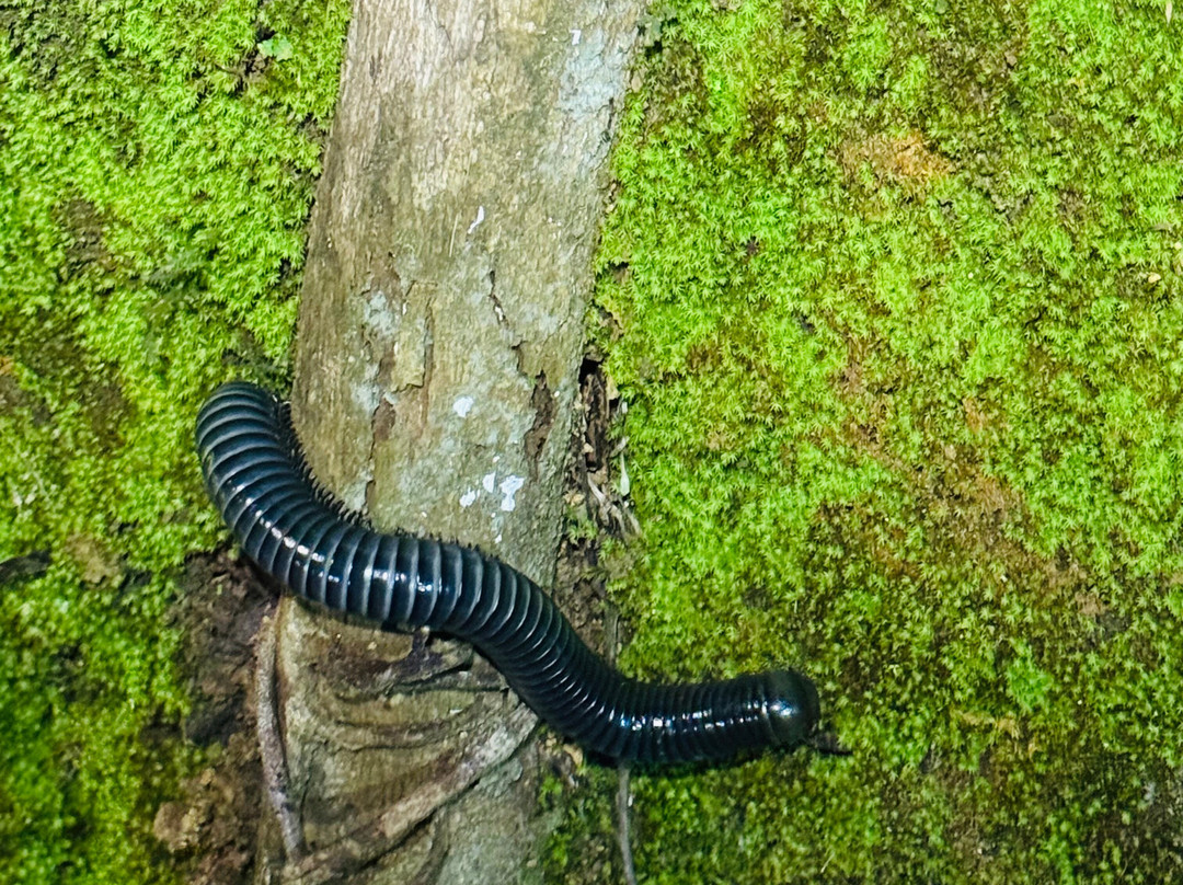 Eco Explorations-马尼拉必去景点