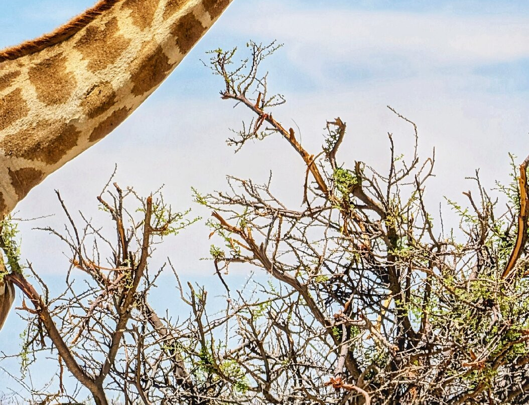 Born in Etosha Self-Drive Private Tours-Okaukuejo必去景点