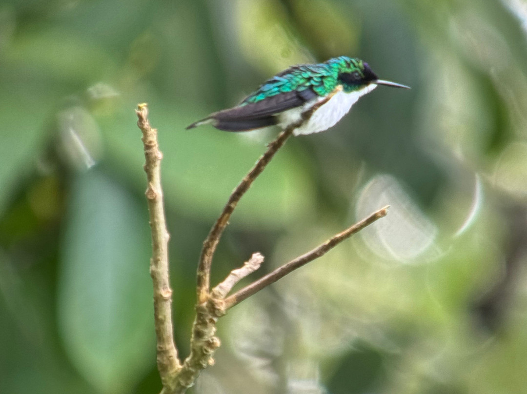 Surcos Tours-希门尼斯港必去景点