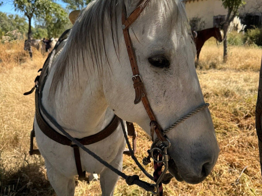 Cabalgatas Las Haciendas Horseback Adventures-Lagos de Moreno必去景点