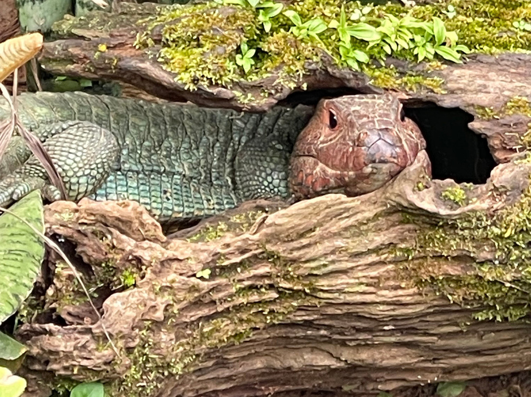 Parque Reptilandia-主日镇必去景点