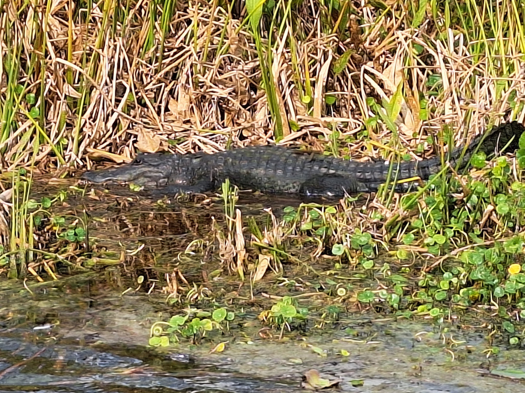 Swamp Fever Airboat Adventures-Lake Panasoffkee必去景点
