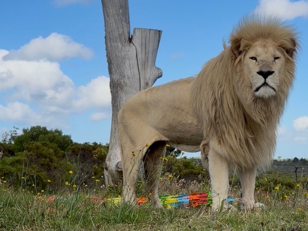 Panthera Africa - Big Cat Sanctuary-斯坦福必去景点