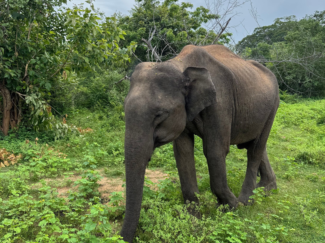 Udawalawe Safari Jeep With Guides-乌达瓦拉维国家公园必去景点