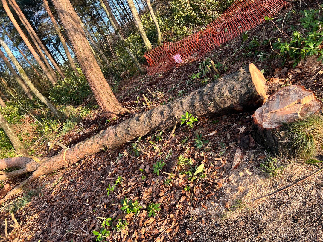 Mere Sands Wood Nature Reserve-Rufford必去景点