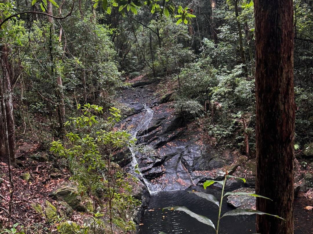 Kondalilla Falls-蒙特维尔必去景点