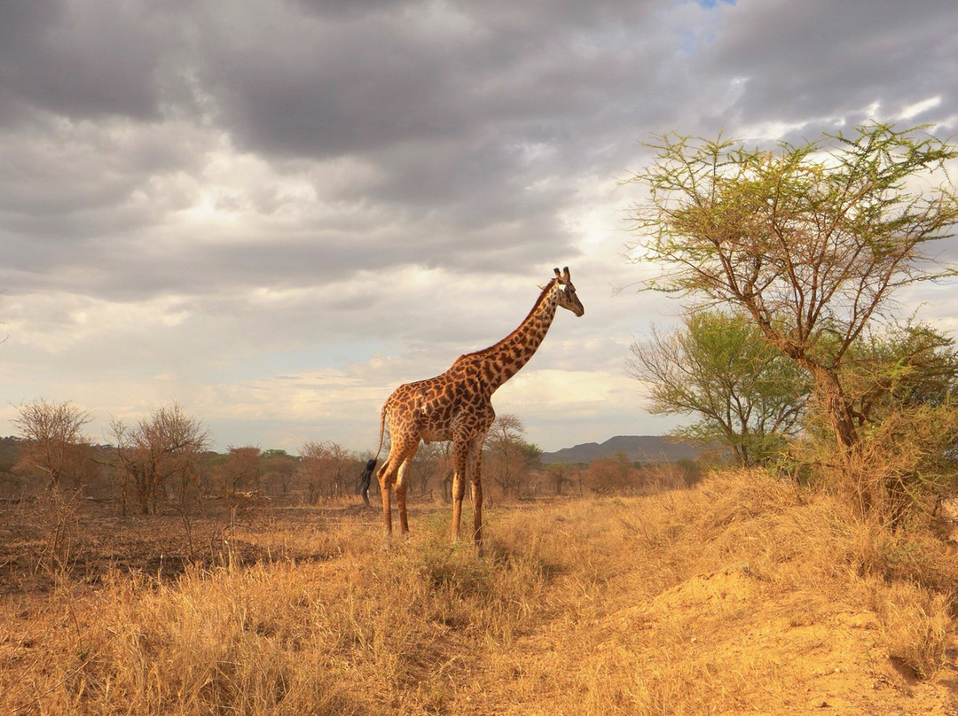 Kimgoni Tanzania Safaris-阿鲁沙必去景点