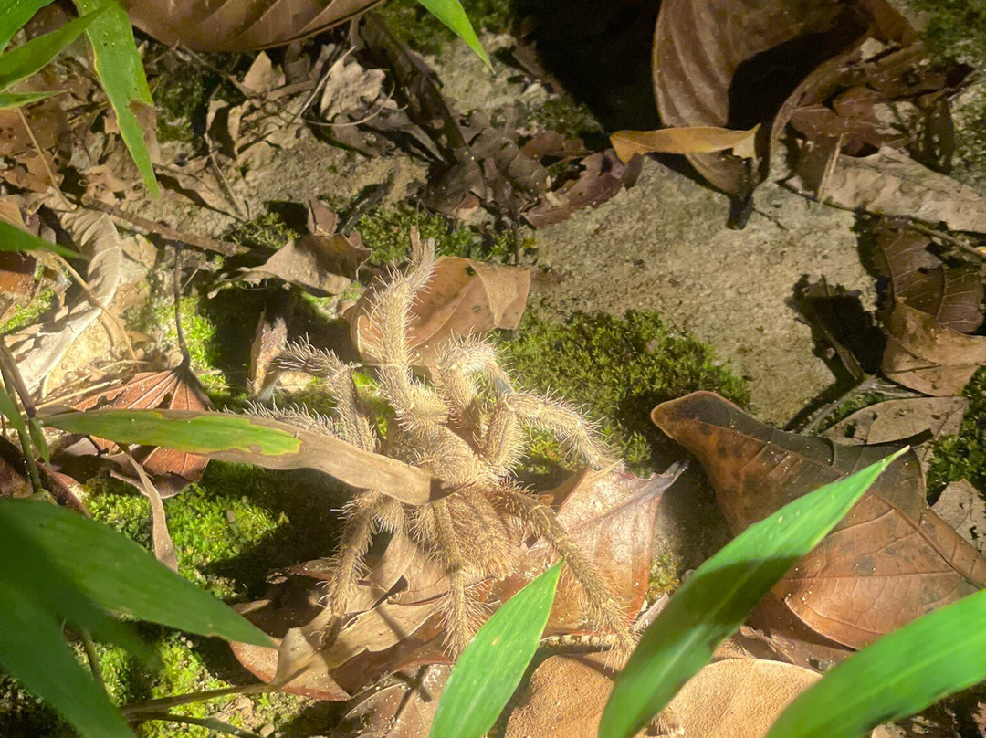 Wildlife Alliance-戈公必去景点