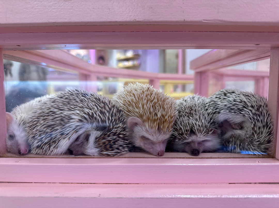 Harajuku Kawaii Land Kyun Kyun-涩谷区必去景点