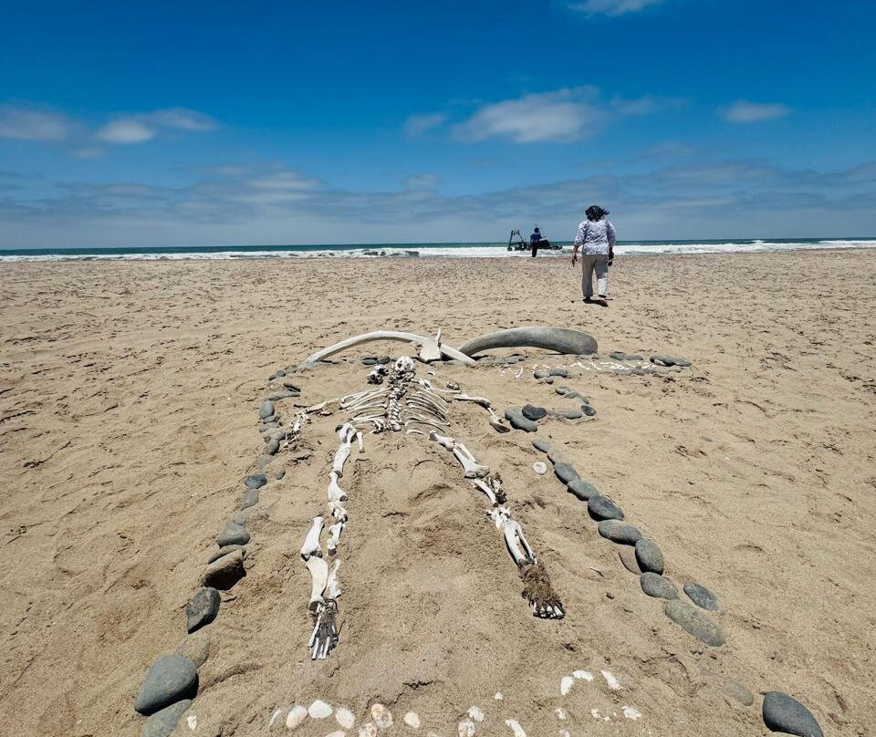 Zeila Shipwreck-Henties Bay必去景点
