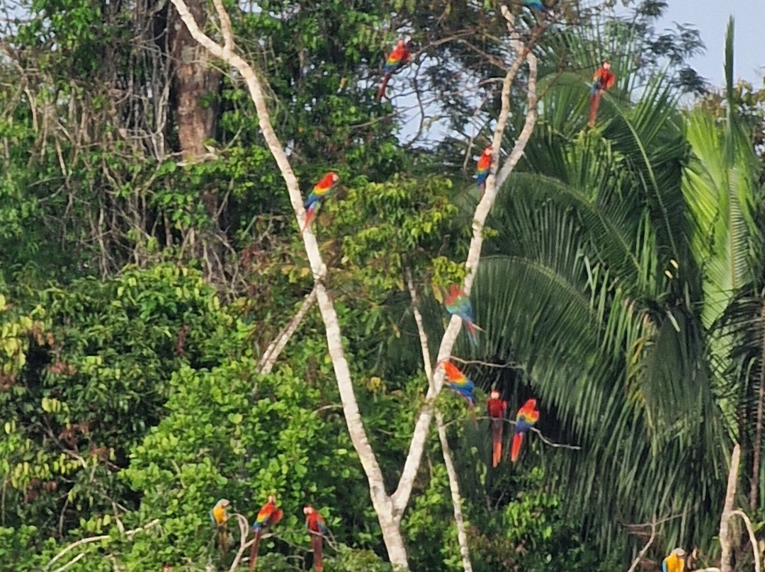 Refugio Amazonas Lodge主图