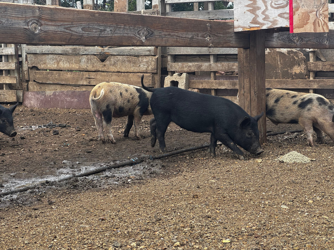 Curacao Ostrich Farm-库拉索必去景点