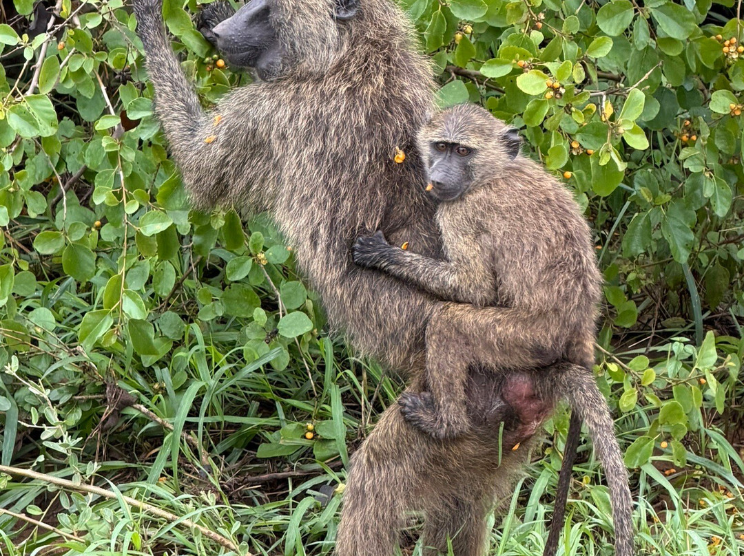 Meru Slopes Tours & Safaris-阿鲁沙必去景点