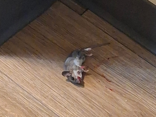 Best Western New Albany主图