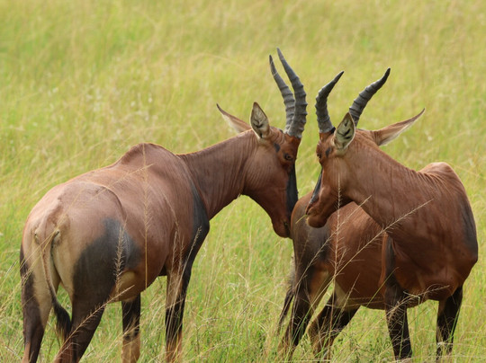 Eco Adventure Safaris-恩德培必去景点