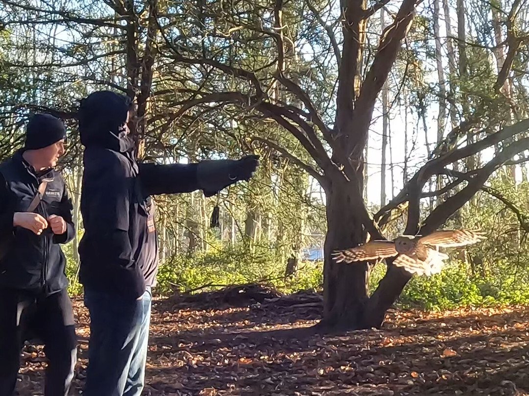 Bird of Prey Experiences - Hawkeye Falconry UK-Thoresby必去景点
