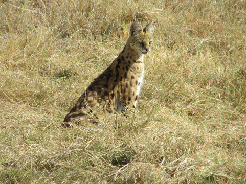 Gilmag Safaris-阿鲁沙必去景点