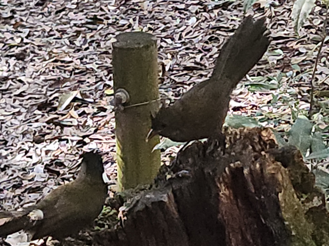 Fun Over Fifty-布里斯班必去景点