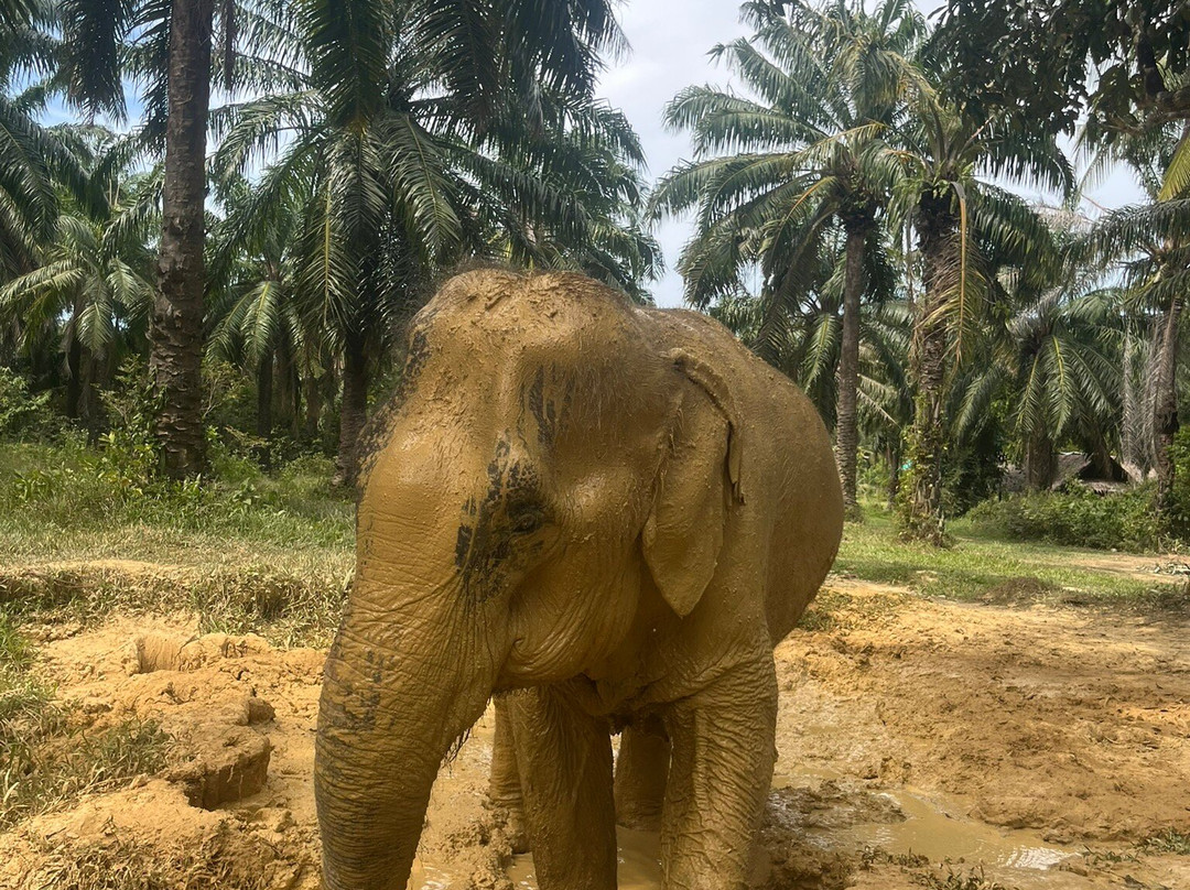 Lanta Elephant Sanctuary-兰塔岛必去景点