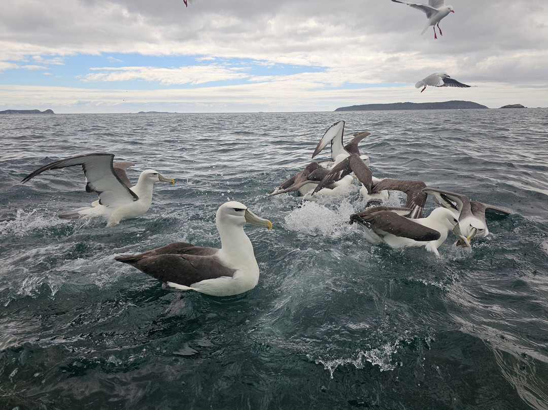 Aihe Wildlife Cruises & Water Taxi-斯图尔特岛必去景点