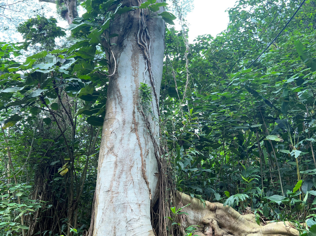 Cirque du Soleil 'Auana-火奴鲁鲁必去景点
