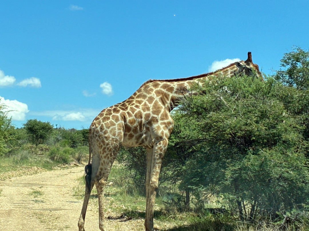 Daan Viljoen Nature Reserve-温德和克必去景点