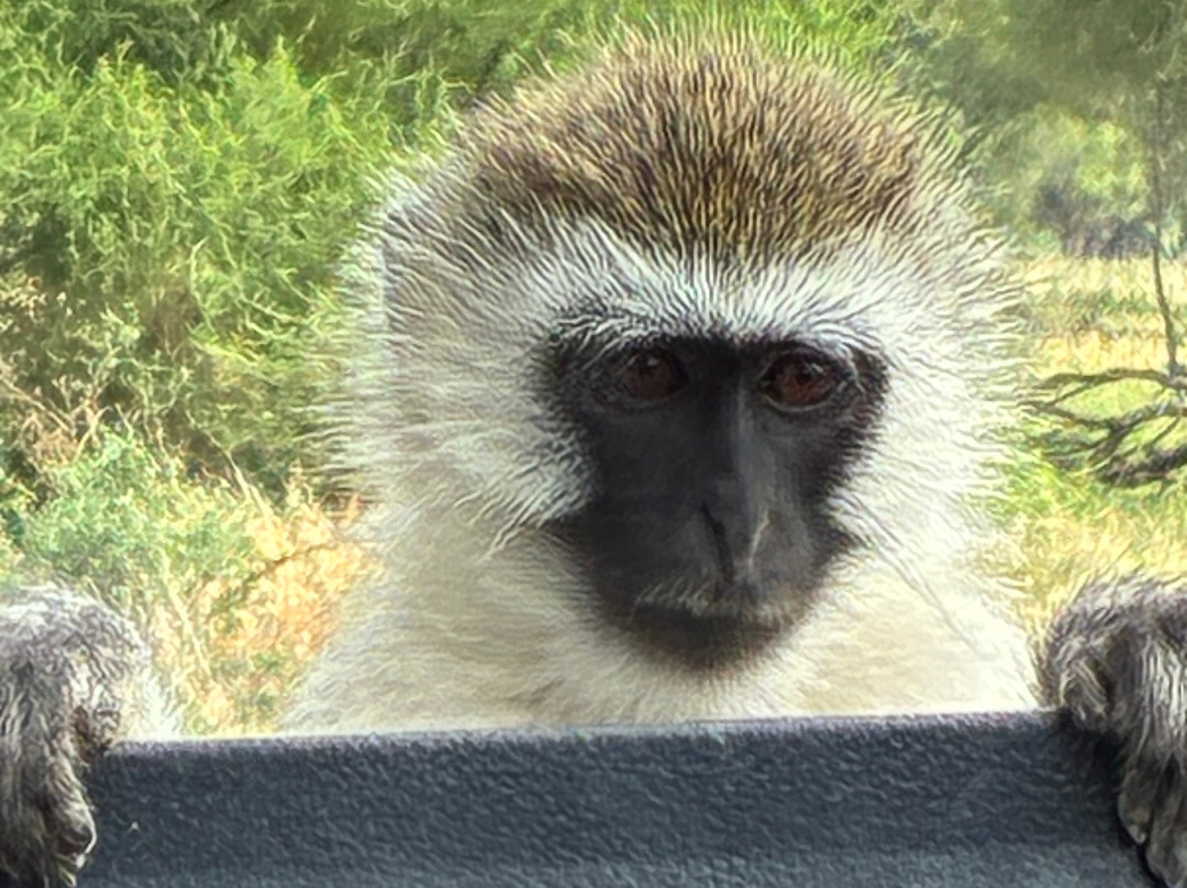 Wild Authentic Tanzania-阿鲁沙必去景点