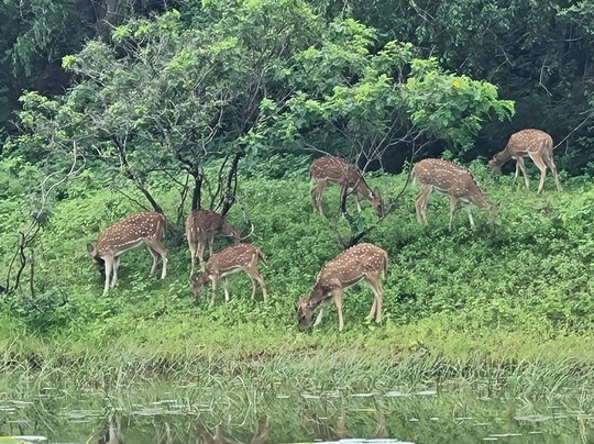 MySL Travel-科伦坡必去景点