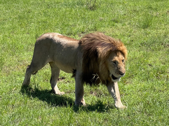 Leopard Tours Limited-阿鲁沙必去景点