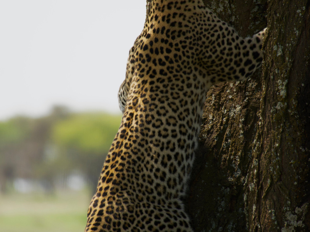 Tanzania Specialist-阿鲁沙必去景点