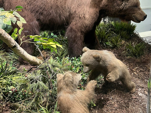 Murmansk Regional Museum of Local History-摩尔曼斯克必去景点