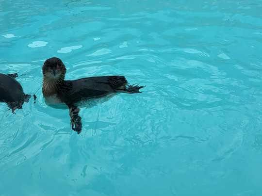西海岸奇异鸟馆-弗朗茨约瑟夫（冰川）必去景点