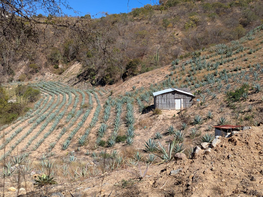 Zapotrek-瓦哈卡必去景点