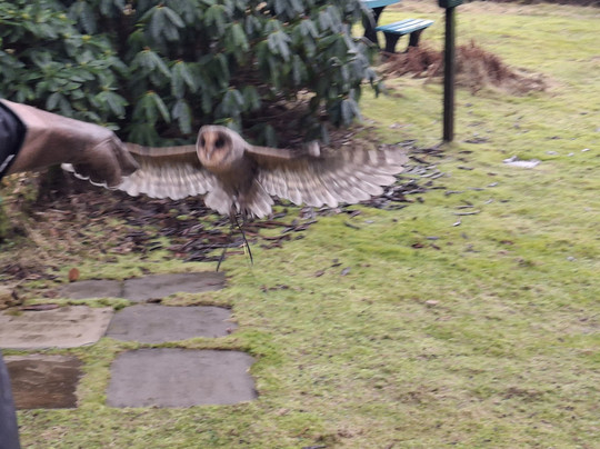 Kintail Birds of Prey Argyll-Dalmally必去景点