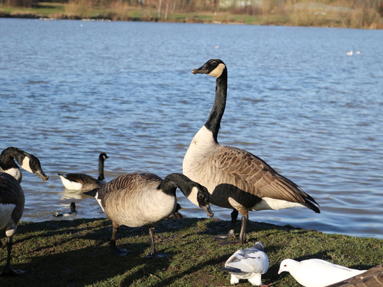 Poolsbrook Country Park-Staveley必去景点