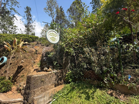 Blue Field Tea Factory-拉马伯达必去景点