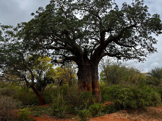JT Safaris-迪亚尼必去景点