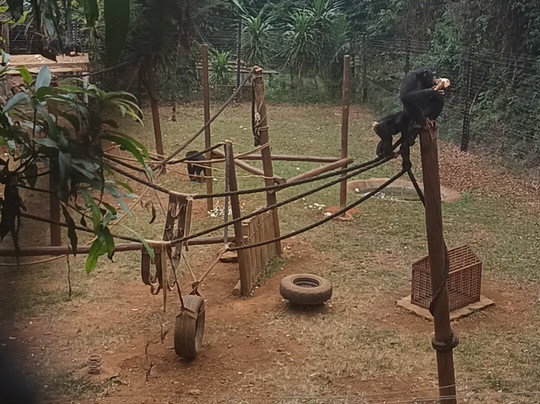 Tacugama Chimpanzee Sanctuary-弗里敦必去景点