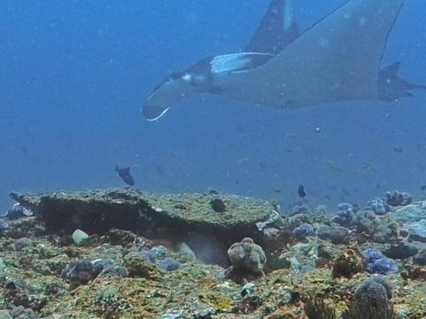 SAFARI, DRIVE & DIVE TOURS-Inhambane必去景点