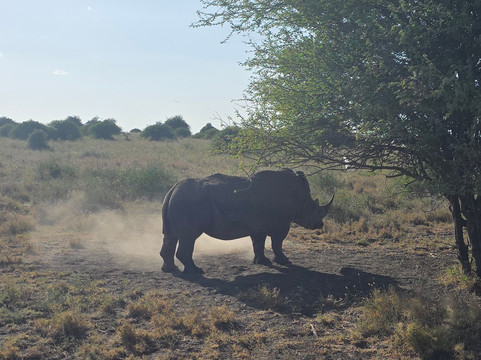 Sunnycreek Safaris-内罗毕必去景点