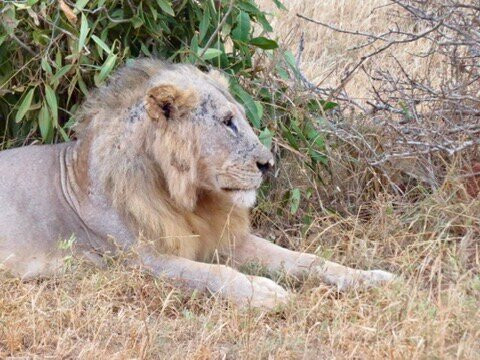 Safari Kenya roberto toba-瓦塔木必去景点