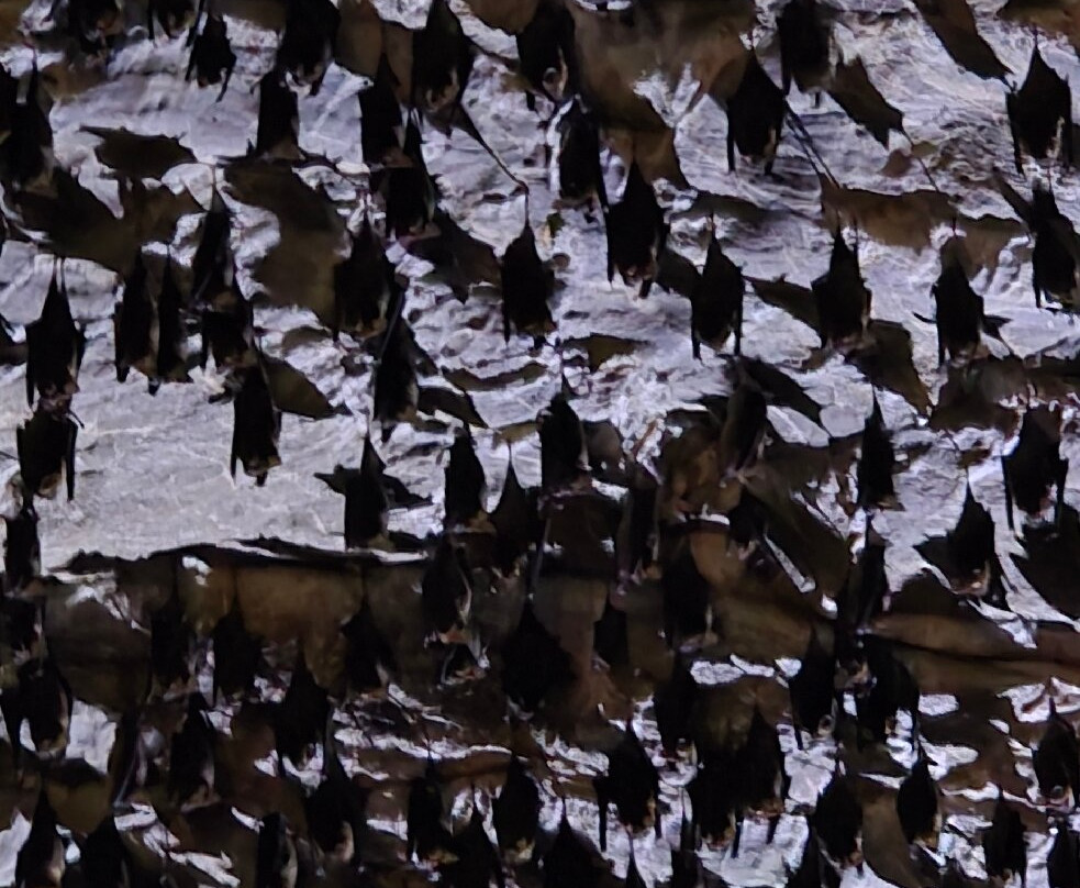 Langkawi Mangrove Night Safari-兰卡威必去景点