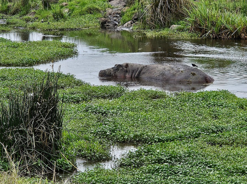 Tanzania-Safari-阿鲁沙必去景点